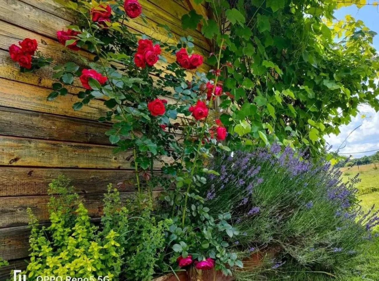 Apaluza - Unique Comfort & Relax In Nature Kopaniec Zewnętrze zdjęcie